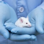 Sperimentazione animale in sanità